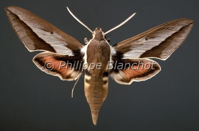 hyles hippophaes.JPG - Hyles hippophaesSphinx de l'ArgousierSeathorn Hawk mothLepidoptera, SphingidaePapillon protégé en France